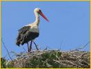 White Stork